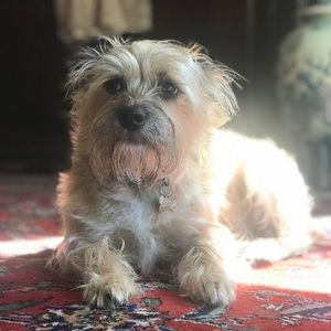 Chicken the dog is not amused